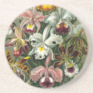 Haeckel Orchids Sandstein Untersetzer