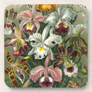 Haeckel Orchids Untersetzer