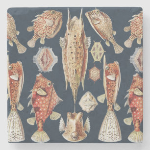 Haeckel Ostraciontes Tropische Fische Natur Kunst Steinuntersetzer