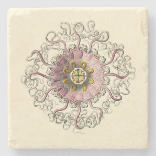 Haeckel Peromedusa Untersetzer