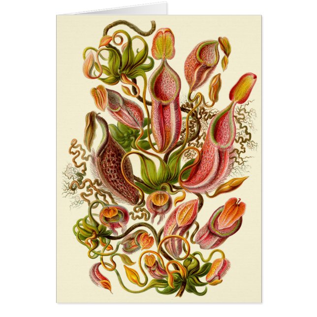 Haeckel Pitcher Pflanze Illustration All-Occasion (Vorne)