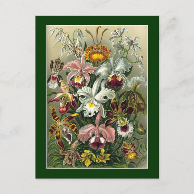 Haeckel Postkarte (Vorderseite)