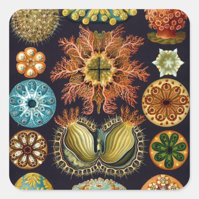 Haeckel Quadratischer Aufkleber (Vorderseite)