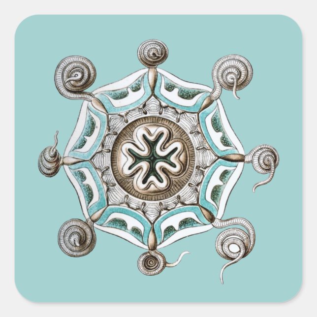 Haeckel Quadratischer Aufkleber (Vorderseite)