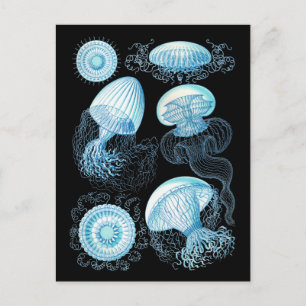 Haeckel Qualle Postkarte