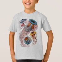 Haeckel Qualle