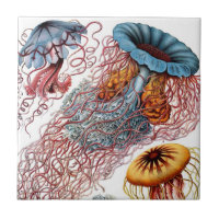 Haeckel Quallen-Keramiken