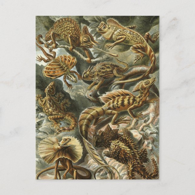 Haeckel Reptiles Postkarte (Vorderseite)