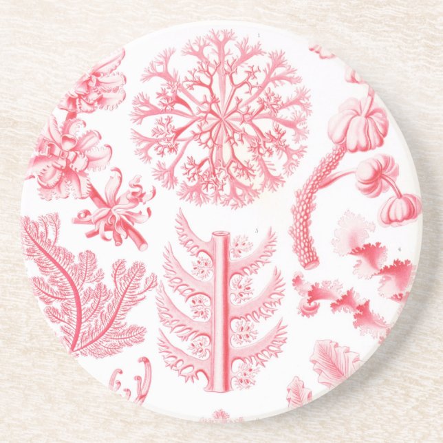 Haeckel Sandstein Untersetzer (Vorne)