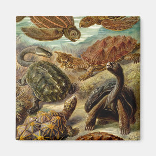 Haeckel-Schildkröten Magnet