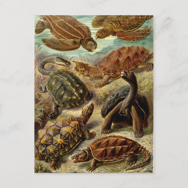 Haeckel-Schildkröten Postkarte (Vorderseite)