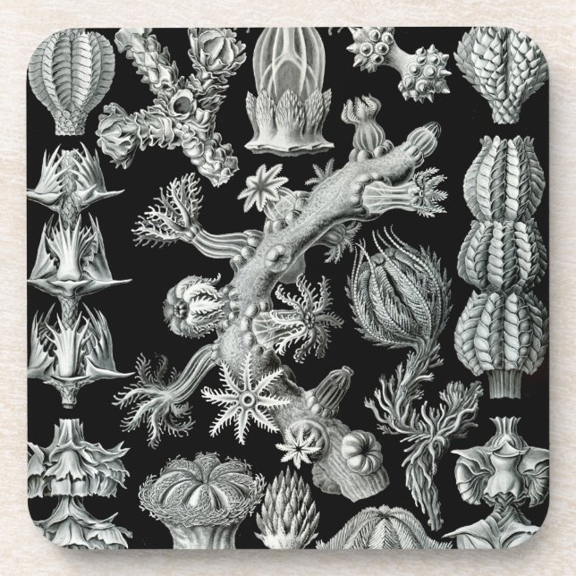 Haeckel Schwarz Untersetzer (Vorderseite)