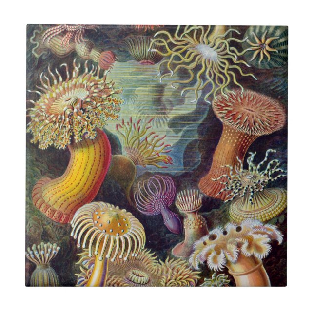 Haeckel Seeanemonen-Keramiken Fliese (Vorderseite)
