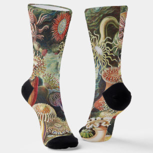 Haeckel Seeanemonen Maritime Meer Lebens Kunst Col Socken