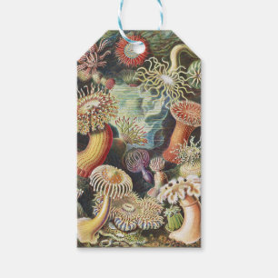 Haeckel Seeanemonen Nautische Meer Lebens Kunst Co Geschenkanhänger
