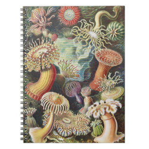 Haeckel Seeanemonen Nautische Meer Lebens Kunst Co Notizblock
