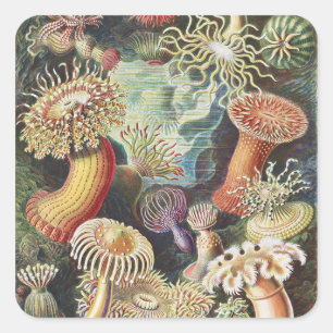 Haeckel Seeanemonen Nautische Meer Lebens Kunst Co Quadratischer Aufkleber
