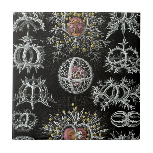 Haeckel Stephoidea Fliese (Vorderseite)