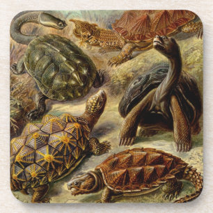 Haeckel Tortoises Getränkeuntersetzer