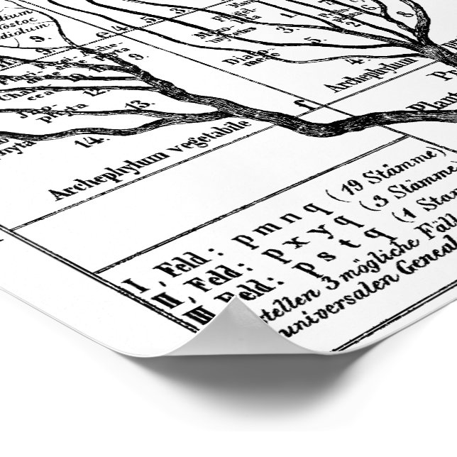 Haeckel Tree of Life Poster (Ecke)