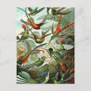 Haeckel Trochilidae Postkarte