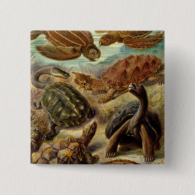 Haeckel Turtles Button (Vorderseite)
