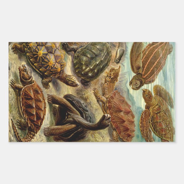 Haeckel Turtles Rechteckiger Aufkleber (Vorderseite)
