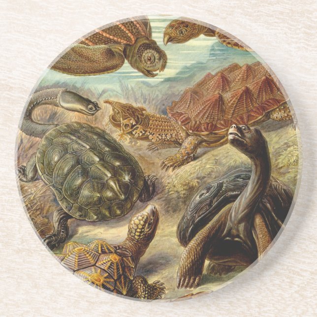 Haeckel Turtles Sandstein Untersetzer (Vorne)