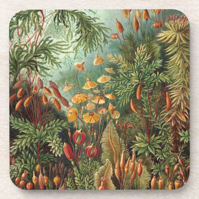 Haeckel Untersetzer (Vorderseite)