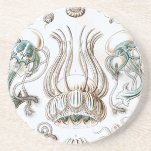 Haeckel Untersetzer