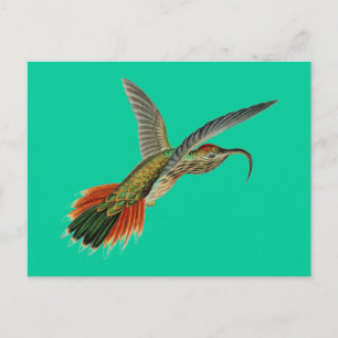 Haeckel-Vogel Postkarte