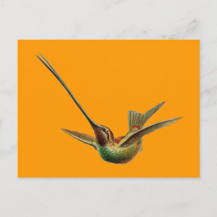 Haeckel-Vogel Postkarte