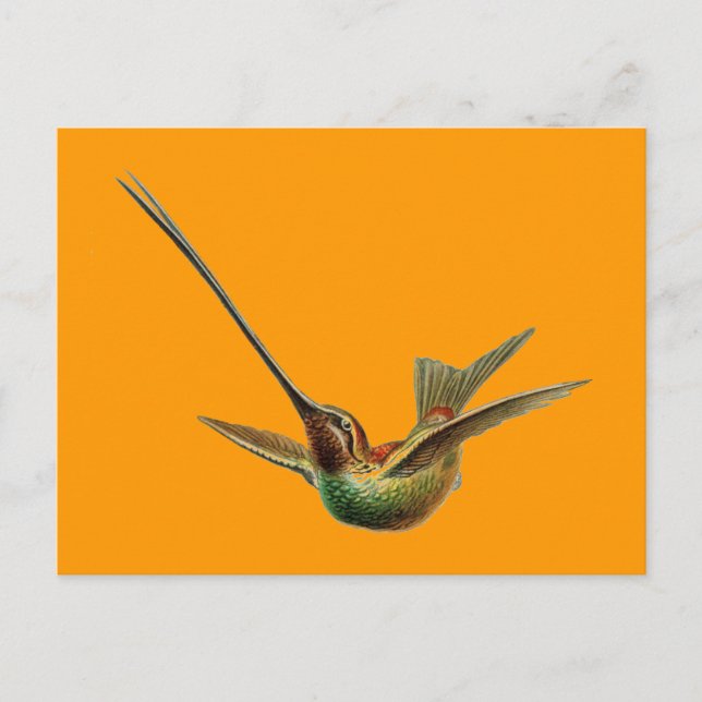Haeckel-Vogel Postkarte (Vorderseite)