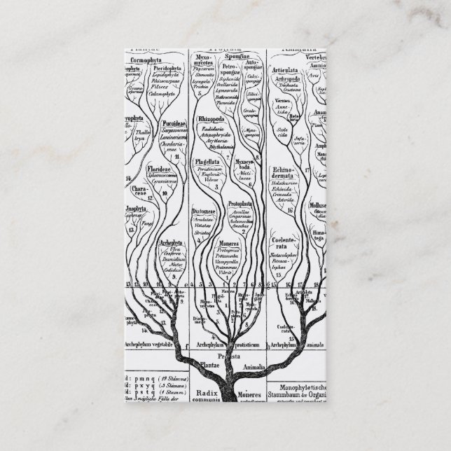 Haeckels Baum der Leben-Visitenkarte Visitenkarte (Vorderseite)