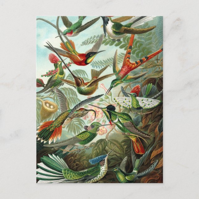 Haeckel's Hummingbirds Postkarte (Vorderseite)