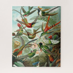 Haeckels Kolibris-Rätsel
