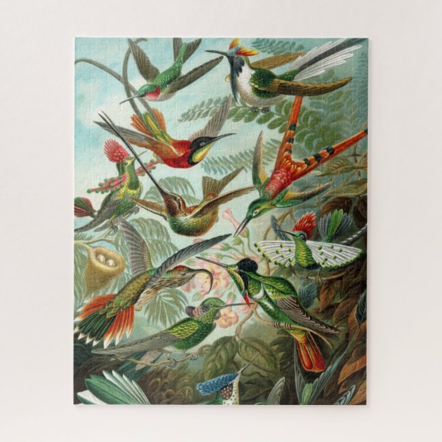 Haeckels Kolibris-Rätsel (Vertikal)