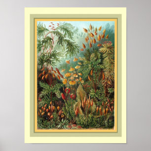 Haeckels Kunstformen der Natur 12 x 16 Poster