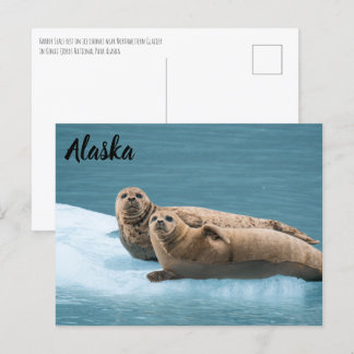 Hafen Siegel Kenai Fjords Alaska Postcard Postkarte