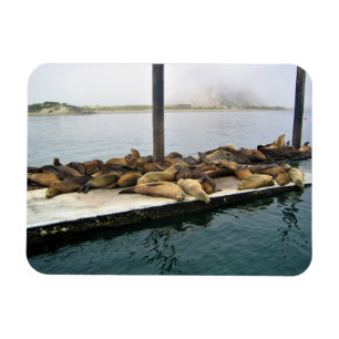 Hafen Siegel, Morro Bay, Kalifornien Magnet