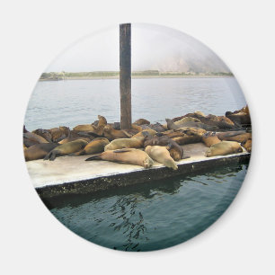 Hafen Siegel, Morro Bay, Kalifornien Magnet