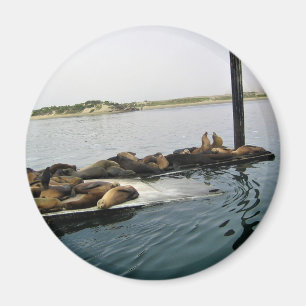 Hafen Siegel, Morro Bay, Kalifornien Magnet