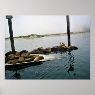 Hafen Siegel, Morro Bay, Kalifornien Poster