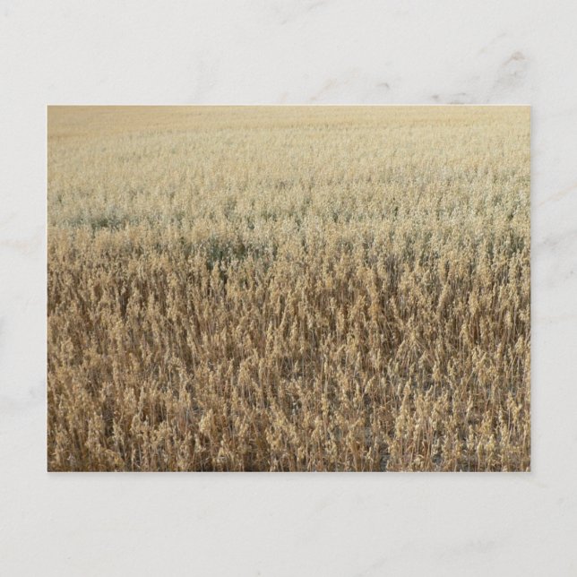 Hafer Big Field Postkarte (Vorderseite)