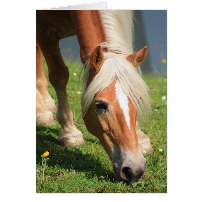 Haflinger (Vorne)