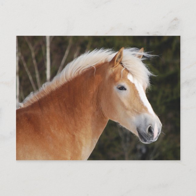 Haflinger 2 postkarte (Vorderseite)