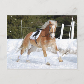 Haflinger 4 postkarte