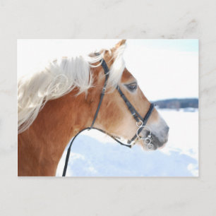 Haflinger 5 postkarte