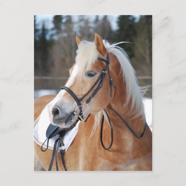 Haflinger 6 postkarte (Vorderseite)