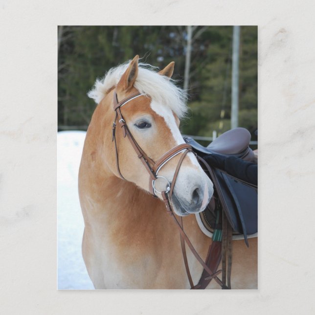 Haflinger 8 postkarte (Vorderseite)